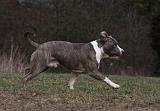 AMSTAFF ADULT 394